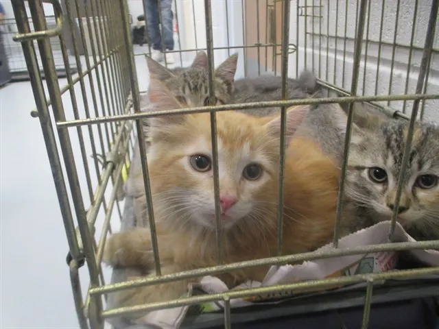 Adoptable Cat