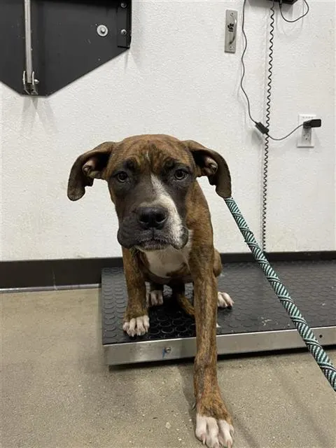 Adoptable Dog