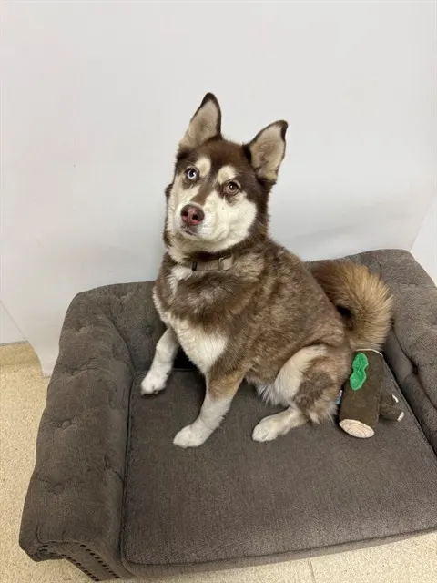 Mya