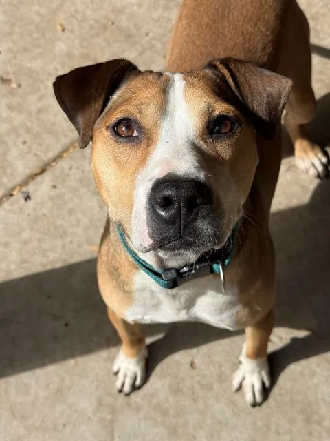 Roo