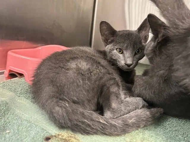 Adoptable Cat