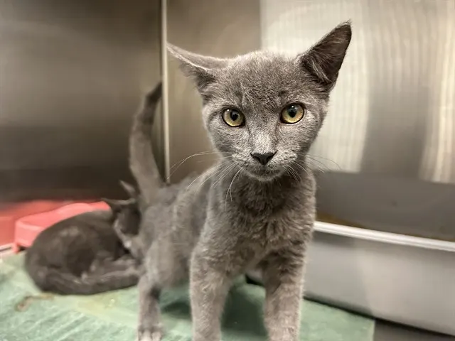 Adoptable Cat