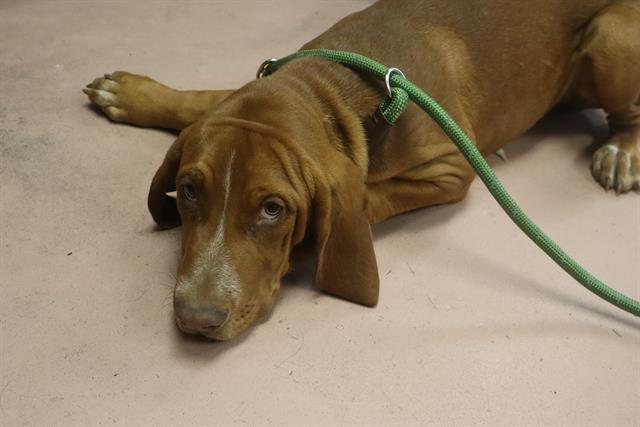Scooby