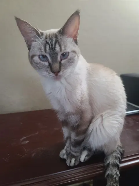 Deleen