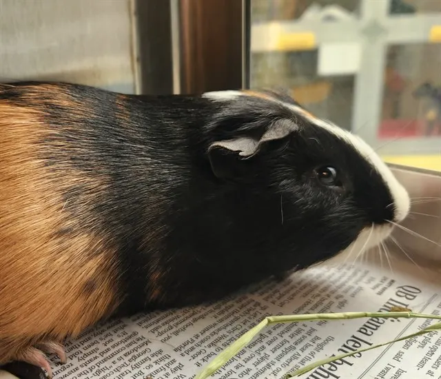 Biscuit