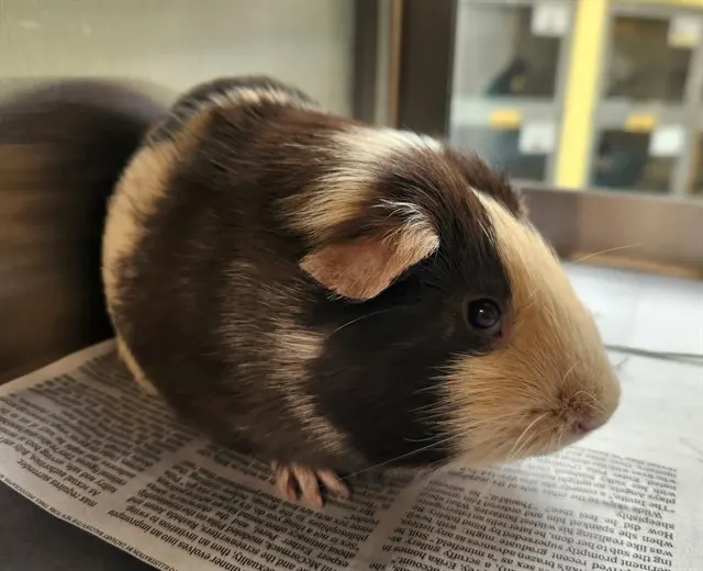 Bailey