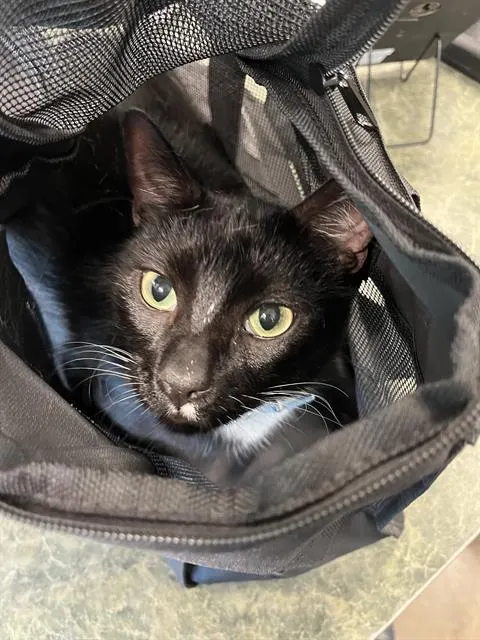 Loki