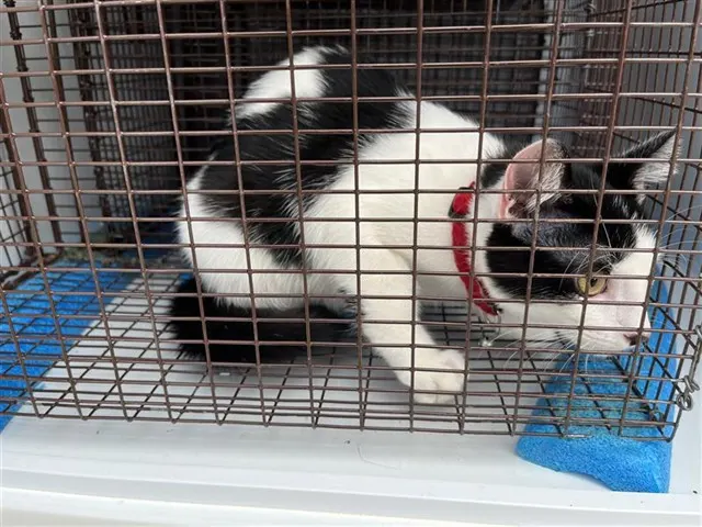Adoptable Cat