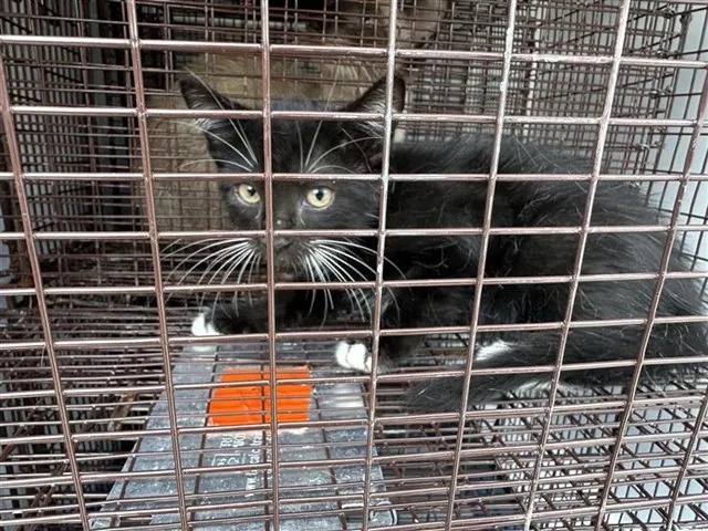 Adoptable Cat