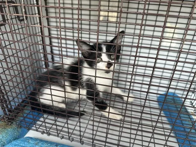 Adoptable Cat