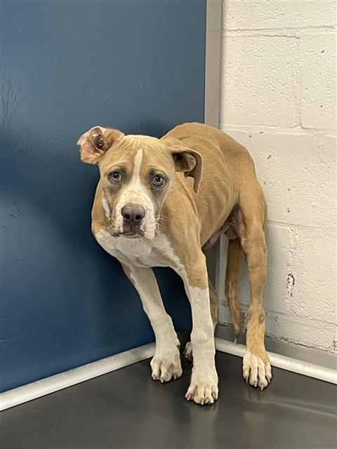 Adoptable Dog