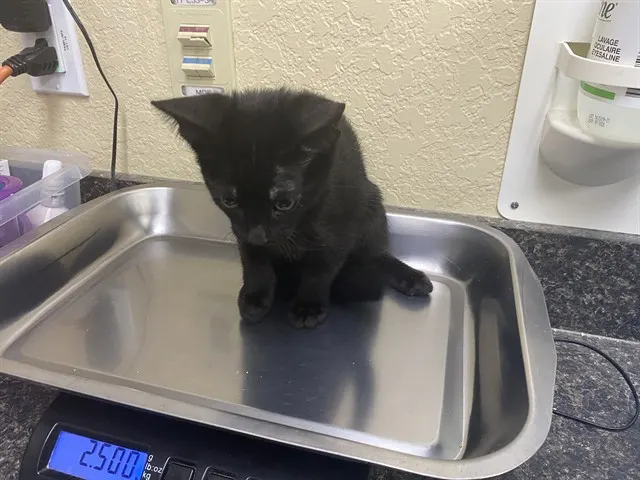 Berlioz