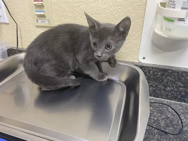 Loki
