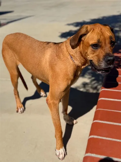 Zoey