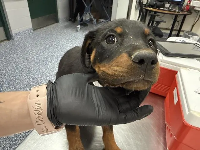 Adoptable Dog