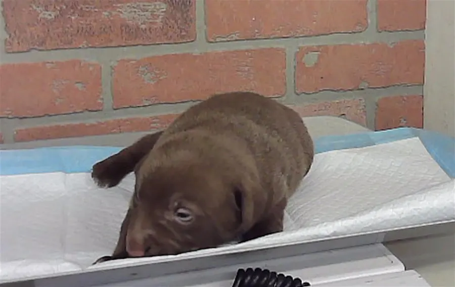 Adoptable Dog