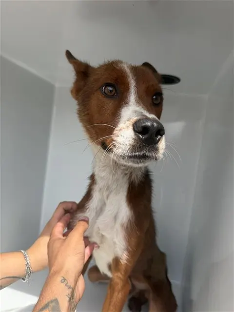 Adoptable Dog