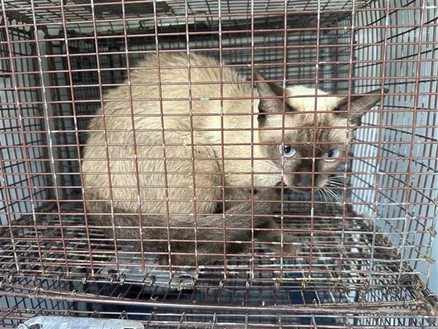 Adoptable Cat