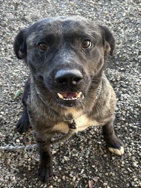 Huckleberry