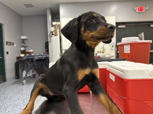 Adoptable Dog