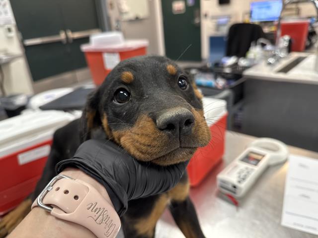 Adoptable Dog
