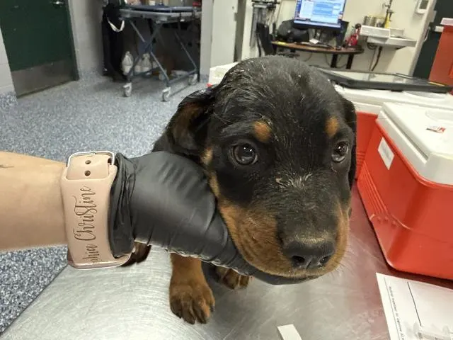 Adoptable Dog