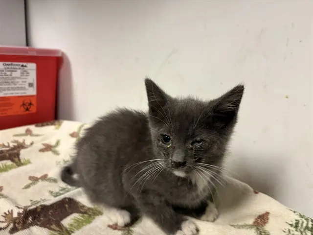 Adoptable Cat