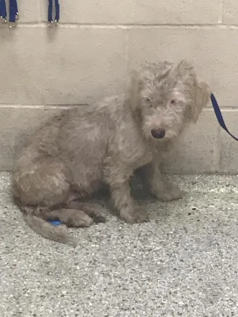 Adoptable Dog