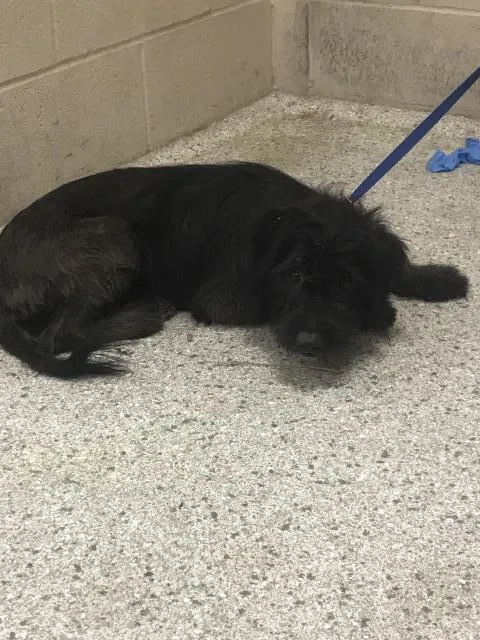 Adoptable Dog