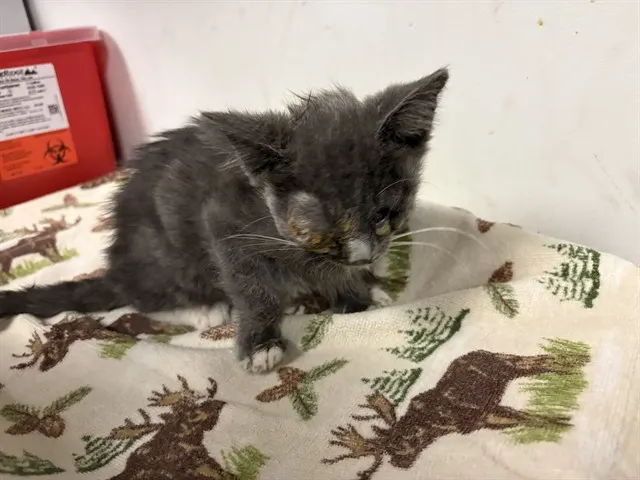 Adoptable Cat