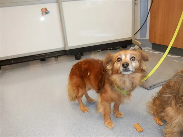 Adoptable Dog