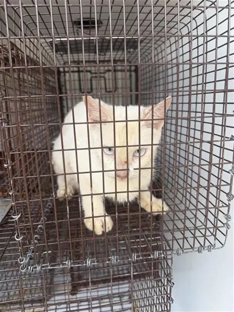 Adoptable Cat