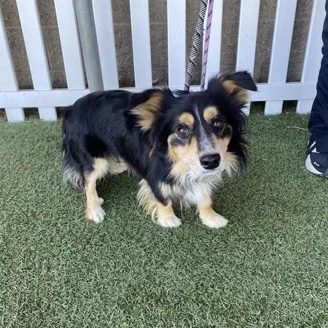 Adoptable Dog