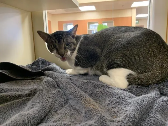 Adoptable Cat