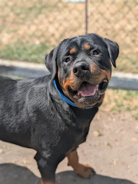 Max
