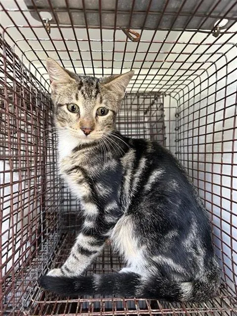 Adoptable Cat