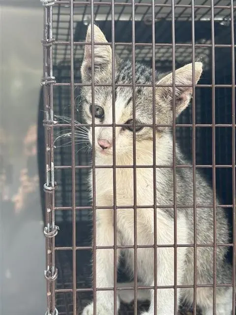 Adoptable Cat