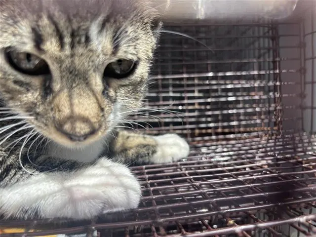Adoptable Cat