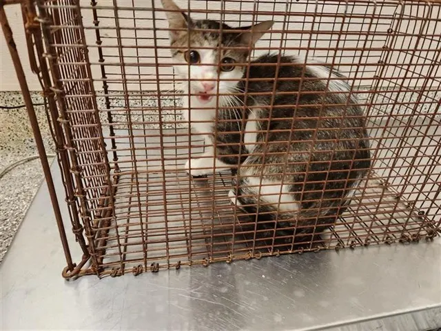 Adoptable Cat