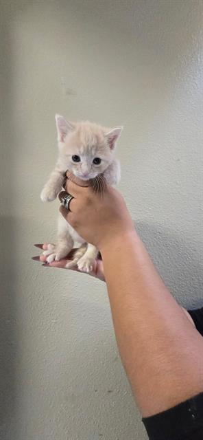 Adoptable Cat