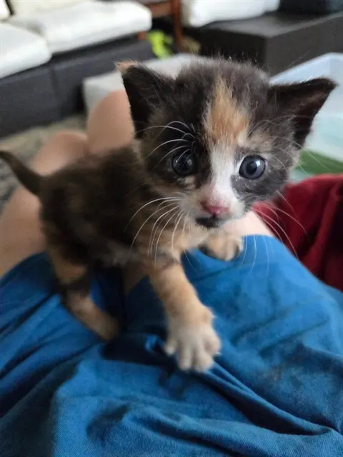 Callie