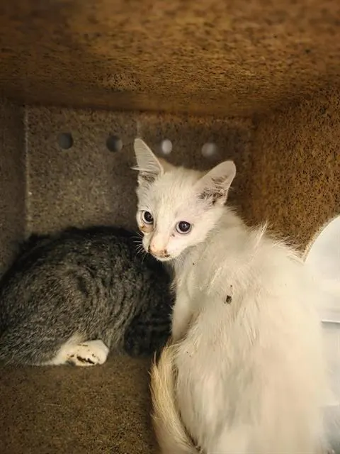 Adoptable Cat