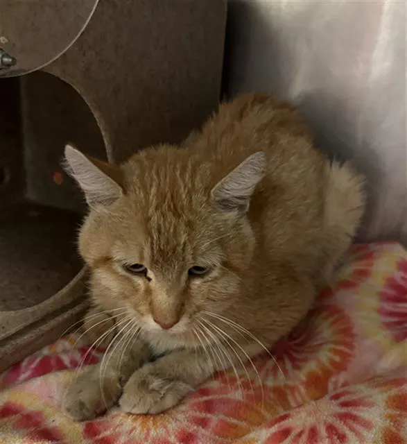 Adoptable Cat