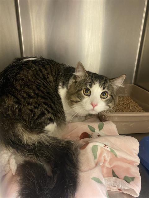 Adoptable Cat