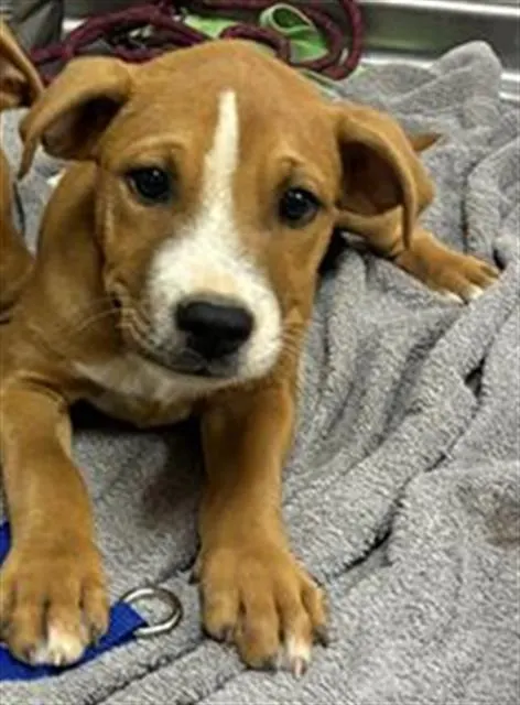 Puppy 1