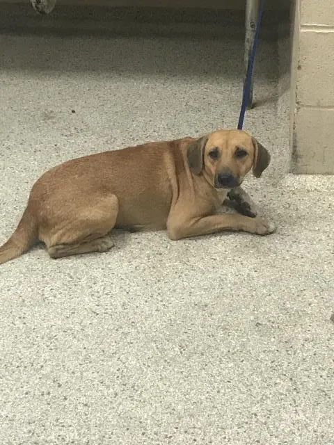 Adoptable Dog