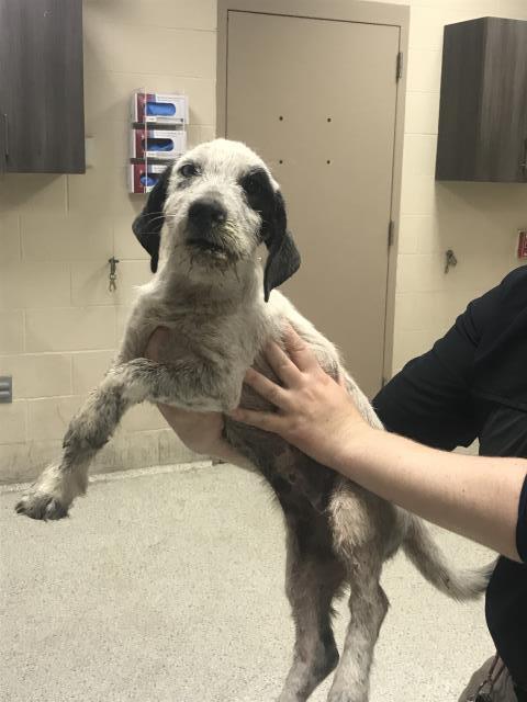 Adoptable Dog