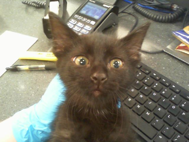 Adoptable Cat