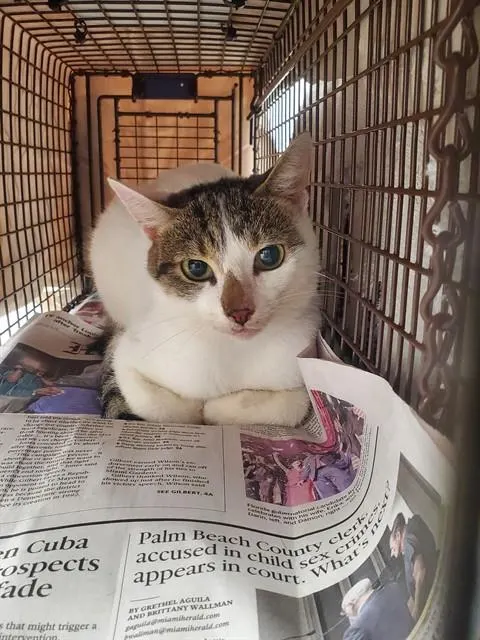 Adoptable Cat