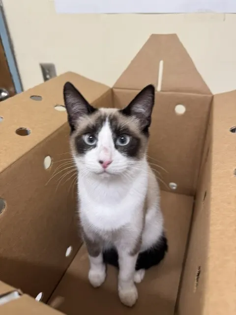 Adoptable Cat
